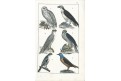 Draví ptáci, kolor. litografie, 1844