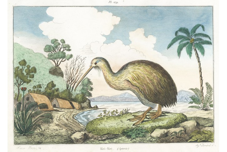Kivi Kivi, Guerin, kolor. oceloryt, 1834