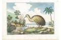 Kivi Kivi, Guerin, kolor. oceloryt, 1834