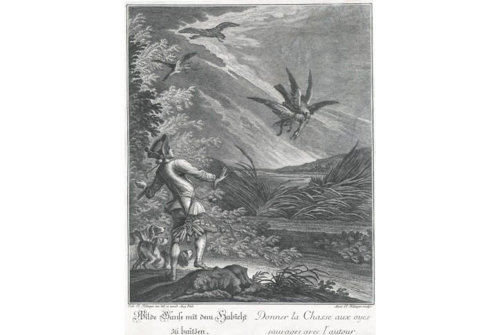 Ridinger J.E.: Jestřáb a kachna, mědiryt, (1780)