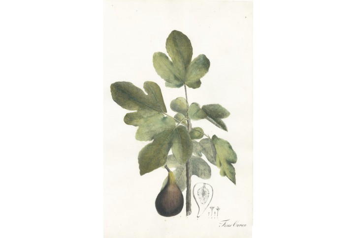 Fíkovník, kolor. litografie, Esenbeck 1828