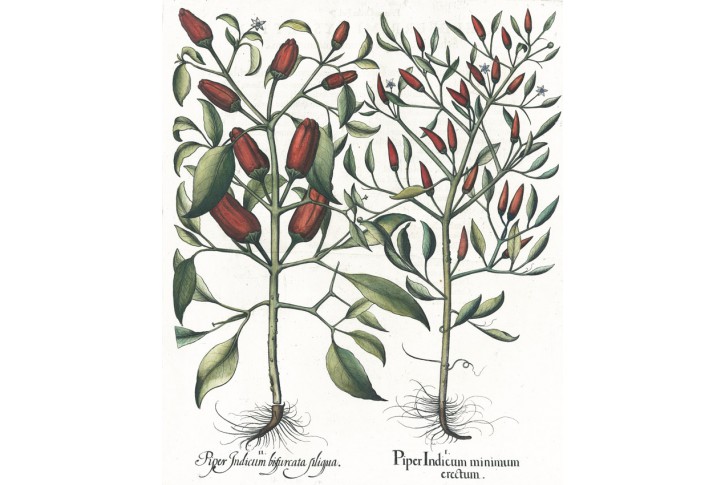 Chilli papričky, Besler, kolorovan&yacute; mědiryt, 1640