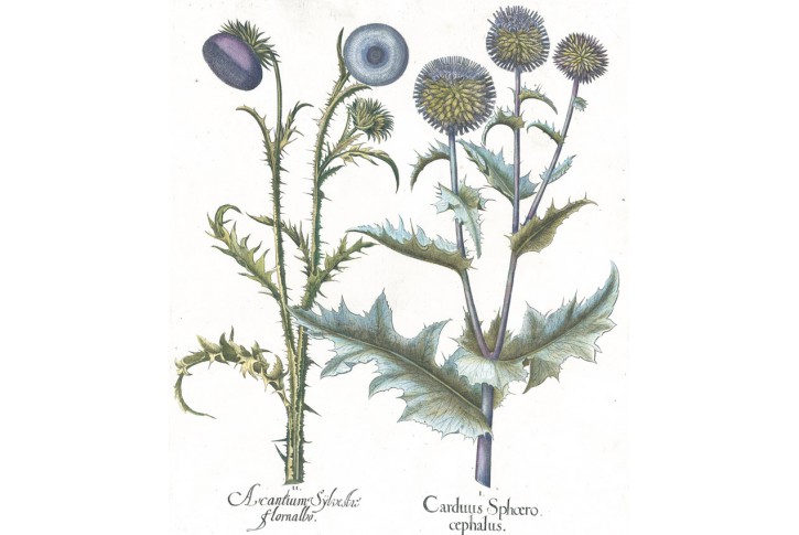 Ostropes trubil,  S. Besler, kolor. mědiryt, 1640