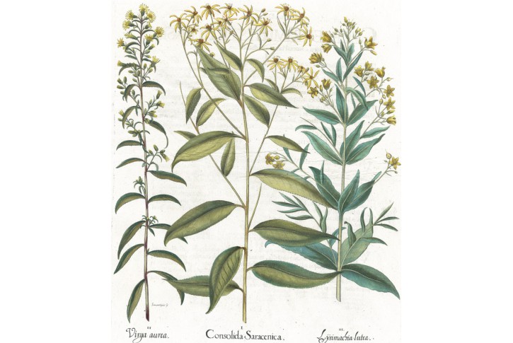 Ostrožka Stračka,  S. Besler, kolor. mědiryt, 1640