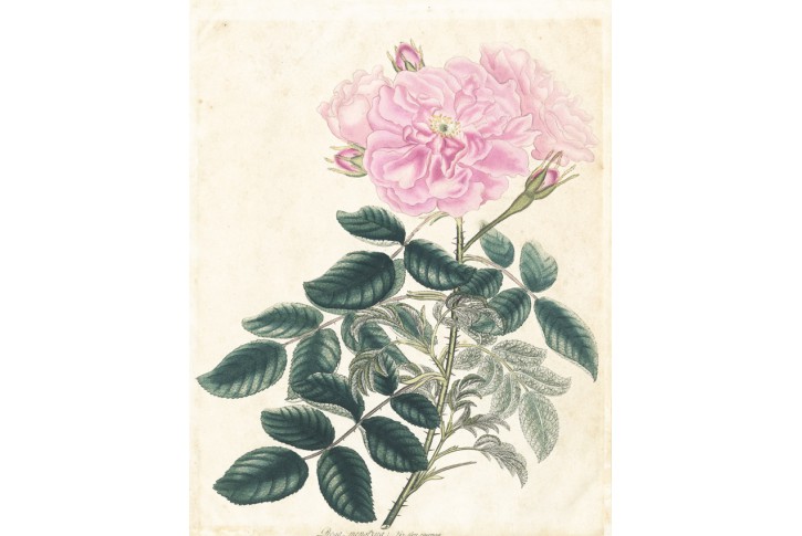 Růže Andrews, kolor mědiryt, 1805