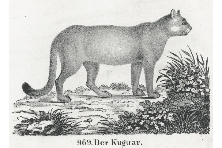 Kuguar,  Neue.., litografie , 1837