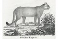 Kuguar,  Neue.., litografie , 1837