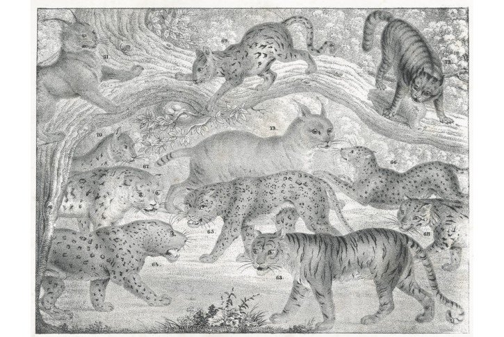 Kočkovit&eacute; &scaron;elmy,  litografie , (1840)