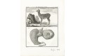 Laň, Buffon, mědiryt , 1802