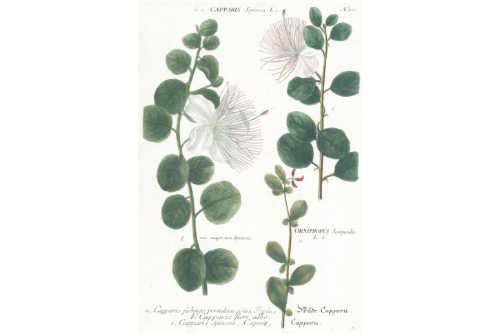 Kaparovn&iacute;k,  Weinmann, kolorovan&yacute; mědiryt, 1742