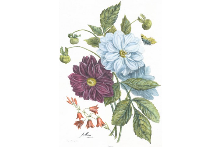 Kytice, Julien, kolor. litografie, (1880)