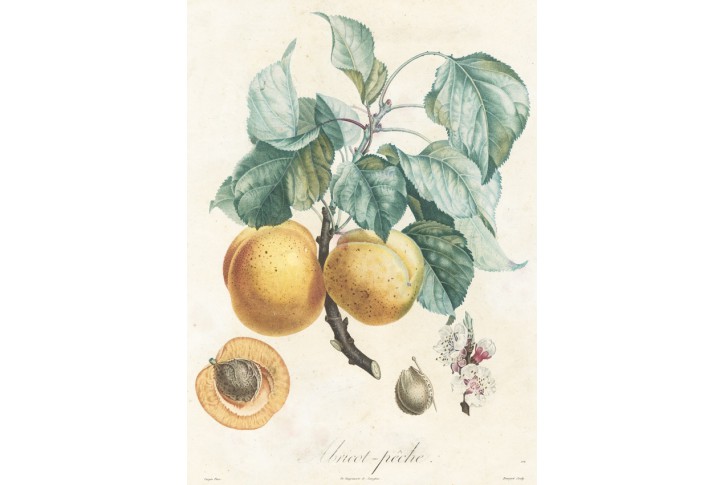 Meruňka, Poiteau, akvatinta, 1846