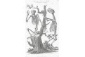 Opice a medvěd kostry, Grainger,  mědiryt, 1795