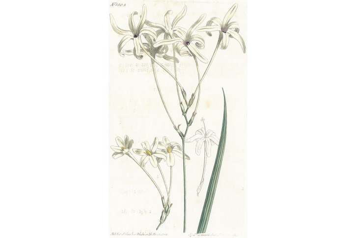 Tritonia Longiflora, Curtis, mědiryt, 1812