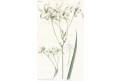 Tritonia Longiflora, Curtis, mědiryt, 1790