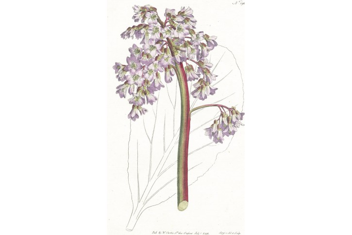 Bergenie, Curtis, mědiryt, 1792