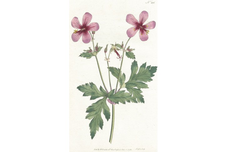 Kakost vzne&scaron;en&yacute; , Curtis, mědiryt, 1792