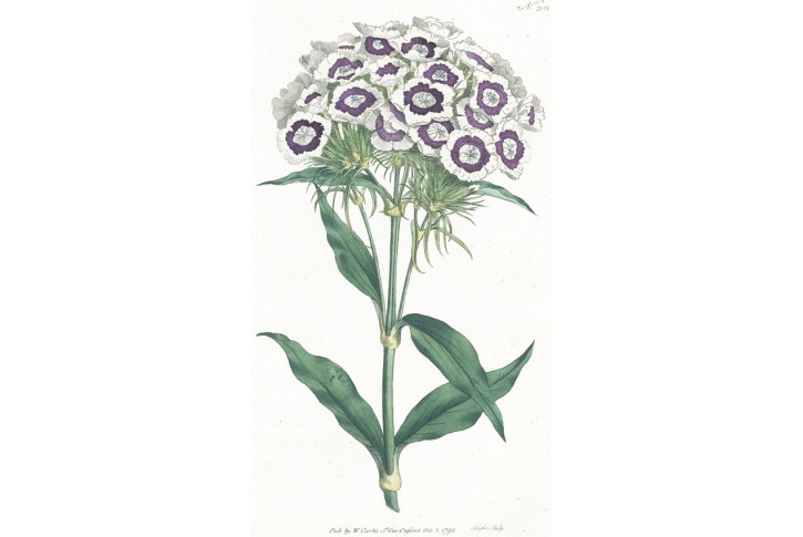 Hvozd&iacute;k , Curtis, mědiryt, 1792