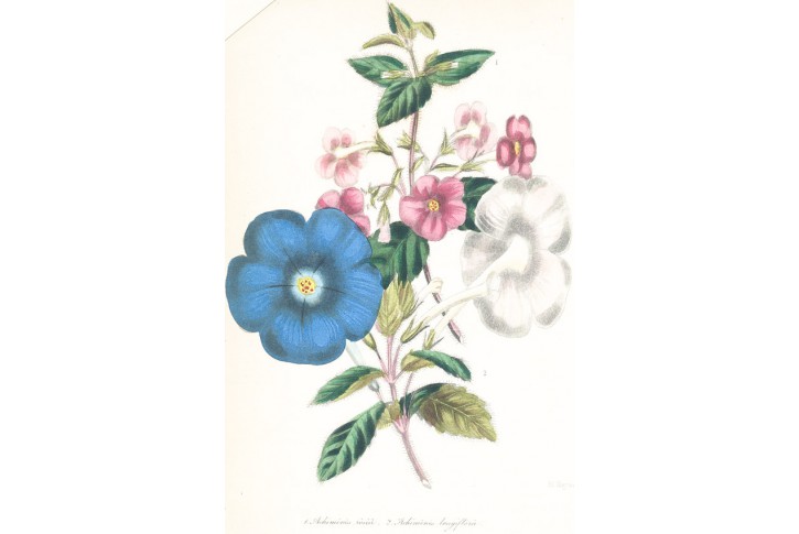 Honz&iacute;k, kolorovan&aacute; litografie, 1842