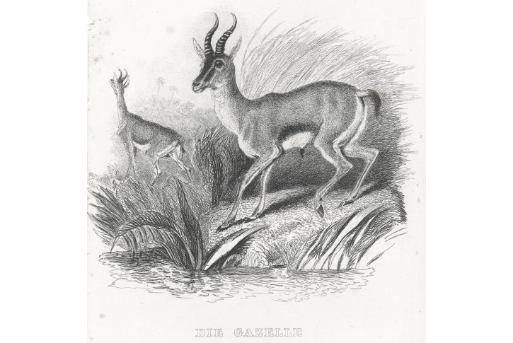 Gazela, Meyer, oceloryt, (1860)