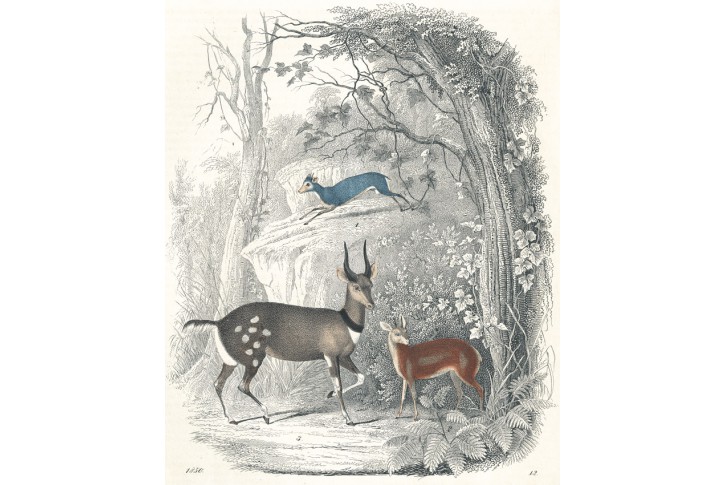 Antilopy, kolor. litografie , 1850