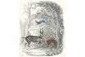Antilopy, kolor. litografie , 1850