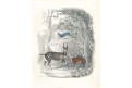 Antilopy, kolor. litografie , 1850