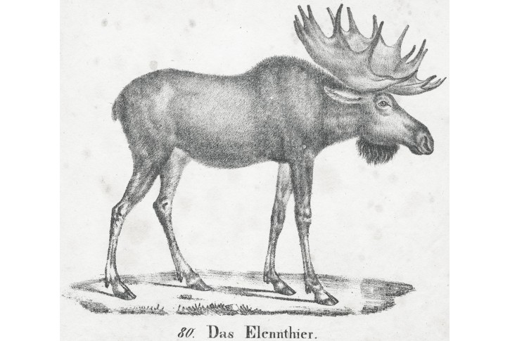 Los,  Neue.., litografie , 1837