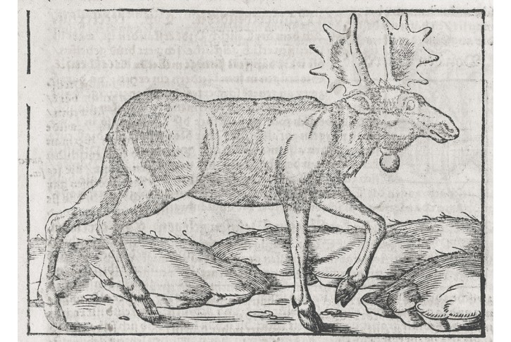 Los,  M&uuml;nster, dřevořez, 16 stol.