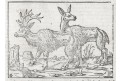 &Scaron;v&eacute;dsko zv&iacute;řena,  M&uuml;nster, dřevořez, 16 stol.
