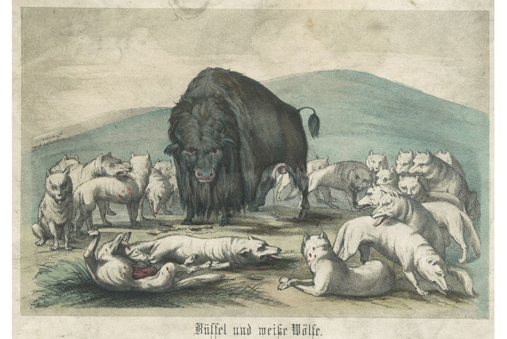 Bizon a b&iacute;l&iacute; vlci, Catlin, kolor. litografie, 1848