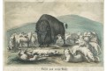 Bizon a b&iacute;l&iacute; vlci, Catlin, kolor. litografie, 1848