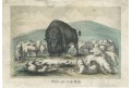 Bizon a bílí vlci, Catlin, kolor. litografie, 1848