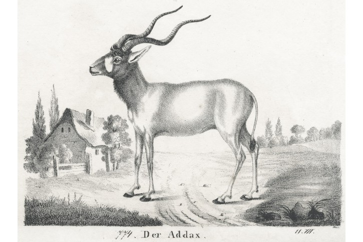 Antilopa Addax,  Neue.., litografie , 1837