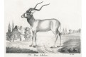 Antilopa Addax,  Neue.., litografie , 1837