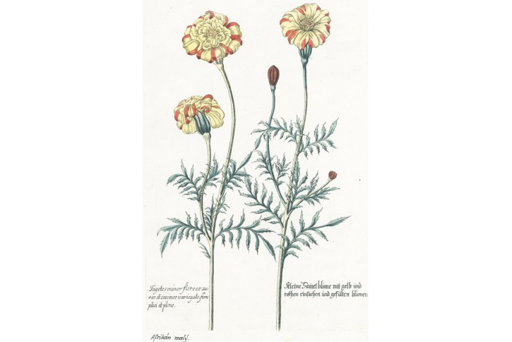 Afrik&aacute;n, Weinmann, kolorovan&yacute; mědiryt, 1742