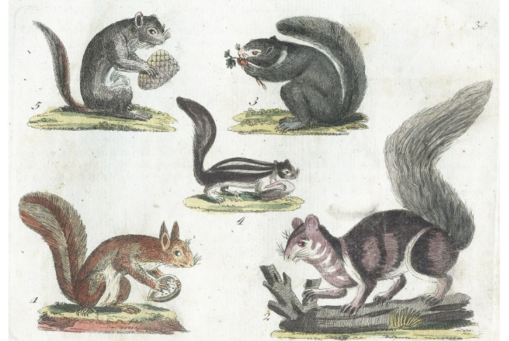 Veverky, kolor. mědiryt, (1800)