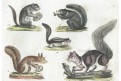 Veverky, kolor. mědiryt, (1800)