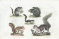 Veverky, kolor. mědiryt, (1800)