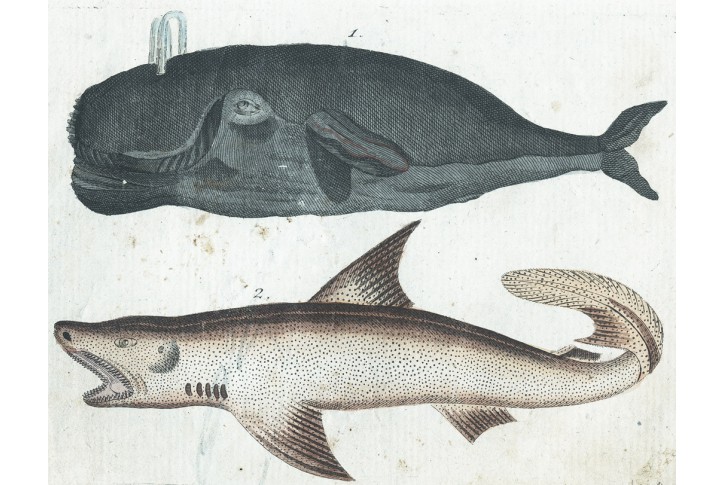Velryba kolor. mědiryt, (1800)