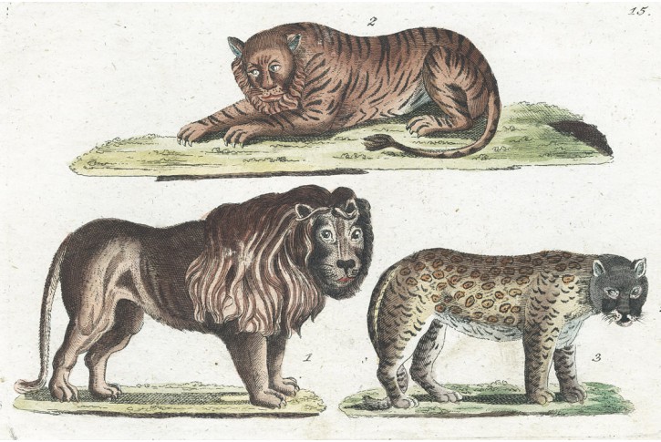 Lev Tygr, kolor. mědiryt, (1800)