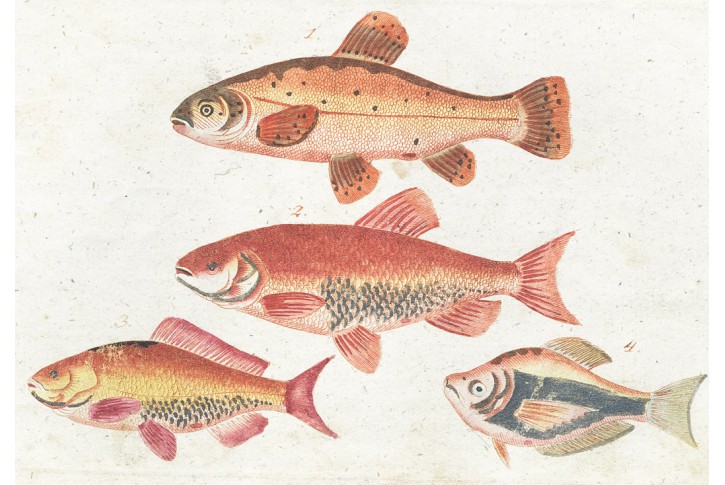 Zlat&eacute; rybky, kolor. mědiryt, (1800)