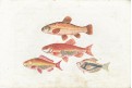 Zlaté rybky, kolor. mědiryt, (1800)