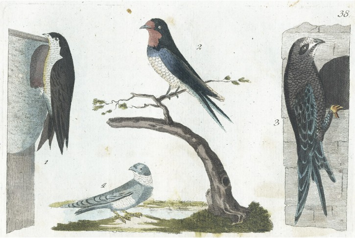 Vla&scaron;tovka Jiřička, kolor. mědiryt, (1800)