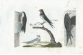 Vlaštovka Jiřička, kolor. mědiryt, (1800)