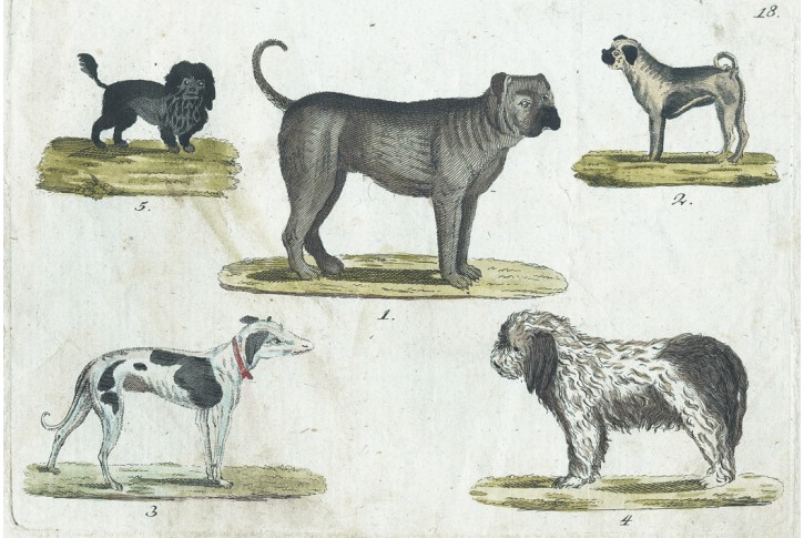 Psi různ&eacute; rasy, kolor. mědiryt, (1800)