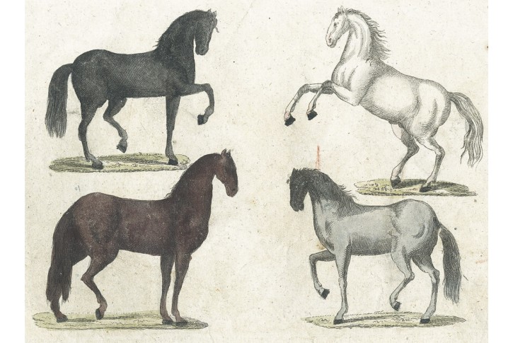 Koně, kolor. mědiryt, (1800)