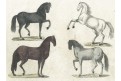 Koně, kolor. mědiryt, (1800)