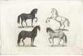 Koně, kolor. mědiryt, (1800)
