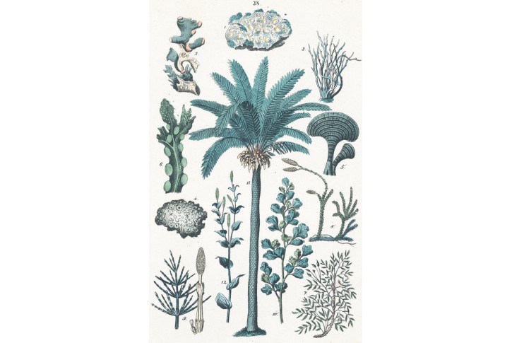 Palma mechy li&scaron;ejn&iacute;ky, kolor. litografie, 1866